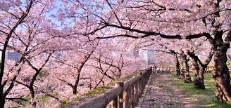 2025년 벚꽃 개화시기