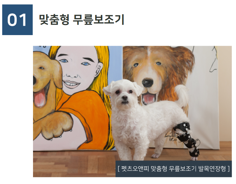 생방송투데이 반려동물 재활 보조기구 슬개골 척추 경추 발목 휠체어 고관절 성공인 동물재활공학사 펫츠오앤피 정보