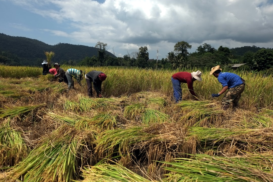 Harvest
