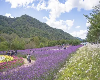 인제 가을꽃축제_25