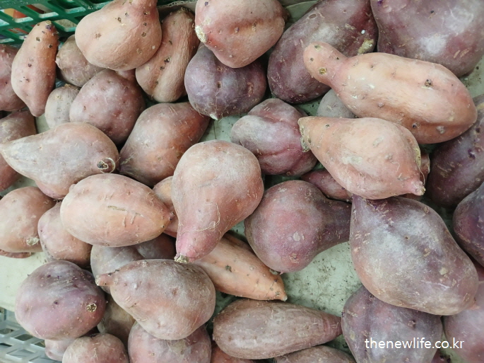 설탕 중독 증상에서 벗어나는 방법으로 설탕 대체식품 고구마 사진