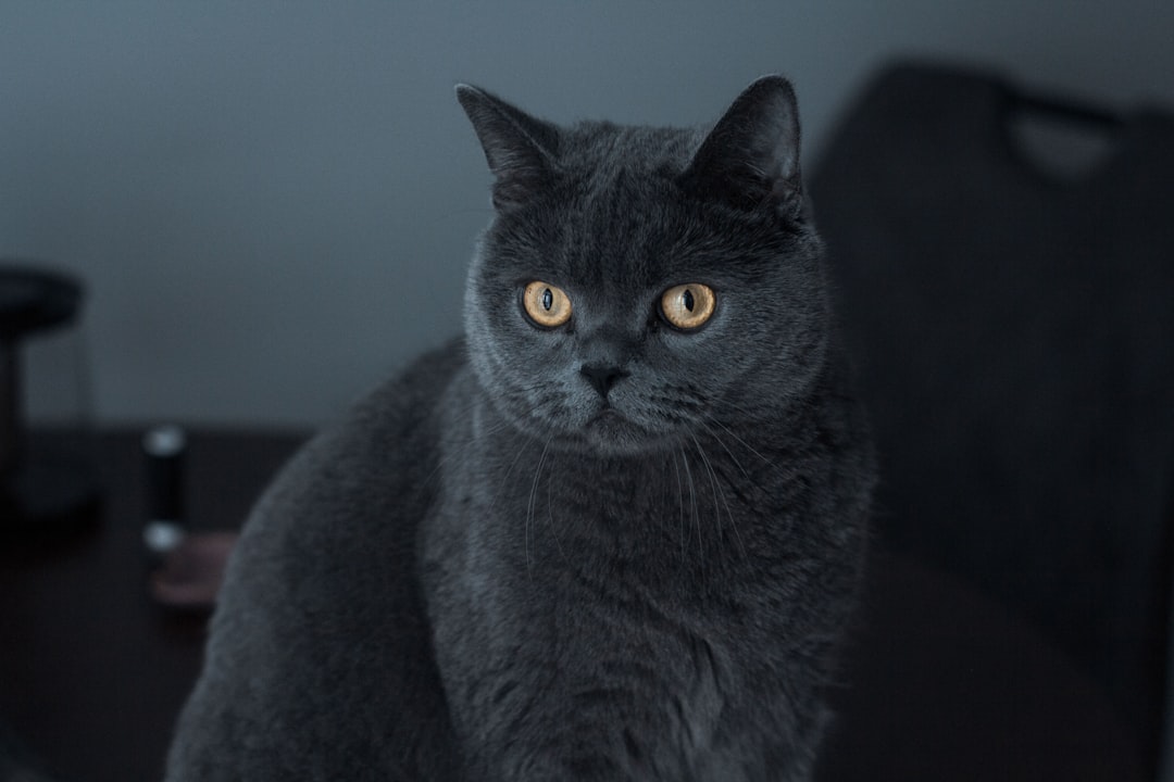 Maca