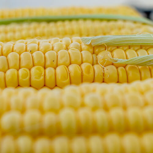 옥수수 2