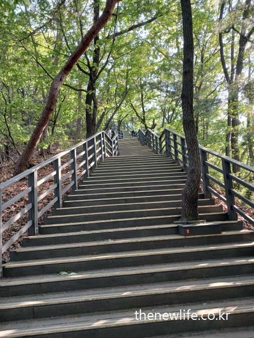 “Wide wooden stairs stretching through the forest”- “숲을 따라 길게 이어지는 목재 계단 길”
