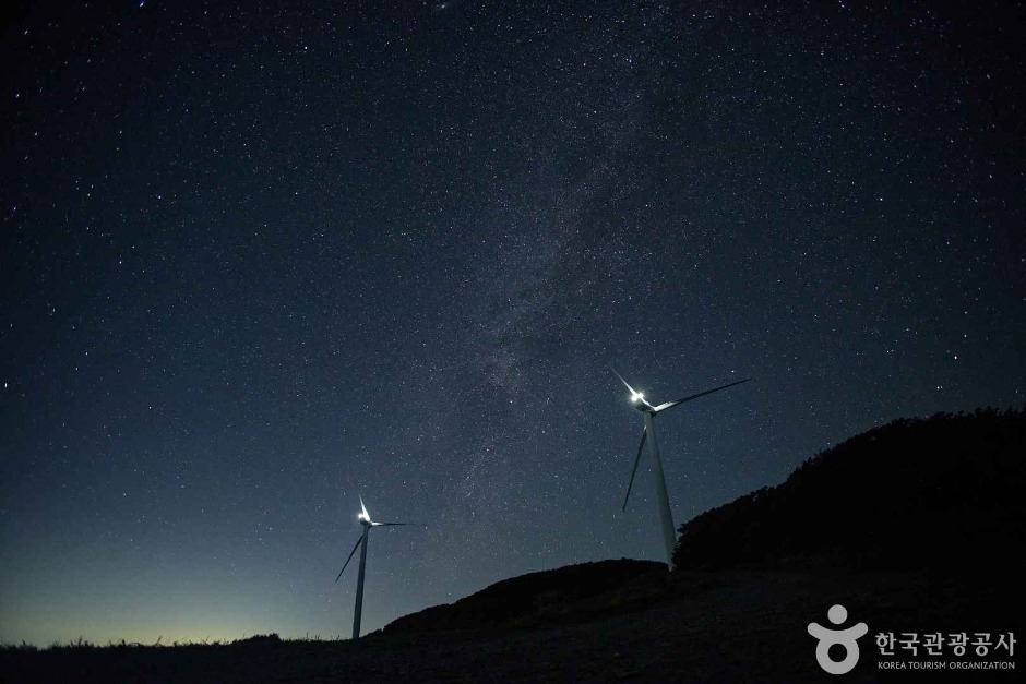 평창 육백마지기 샤스타 데이지