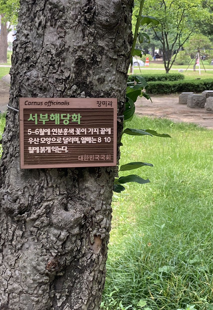 서부해당화