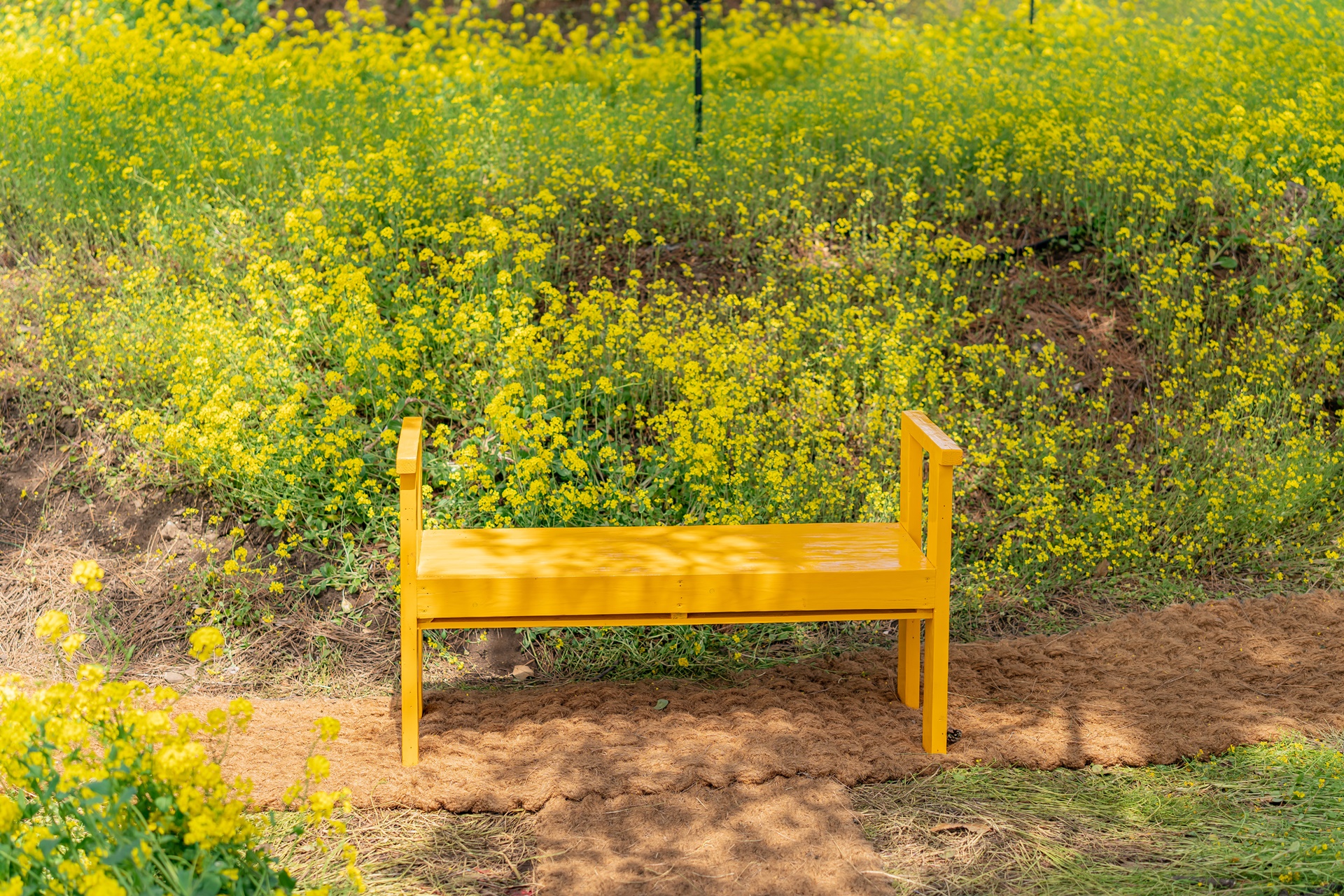 #JW가든 #JW메리어트제주 #댄싱두루미 #더플라잉호그 #아일랜드키친 #유채꽃 #제주사진 #제주여행 #제주유채꽃 #제주호텔