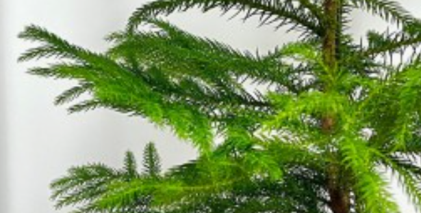 아라우카리아 식물