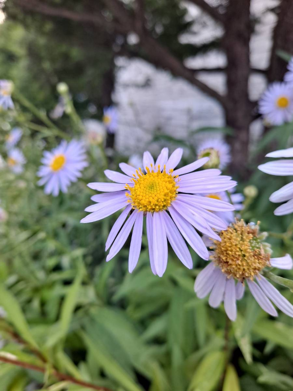 필그림하우스 벌개미취