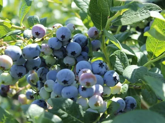 신선한 냉동 블루베리