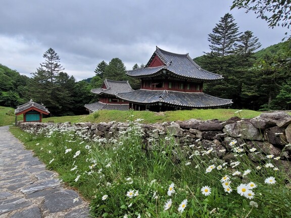 알펜시아 리조트 스키장