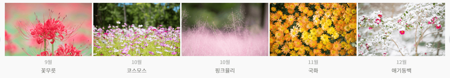 365 꽃세상 월별 꽃사진