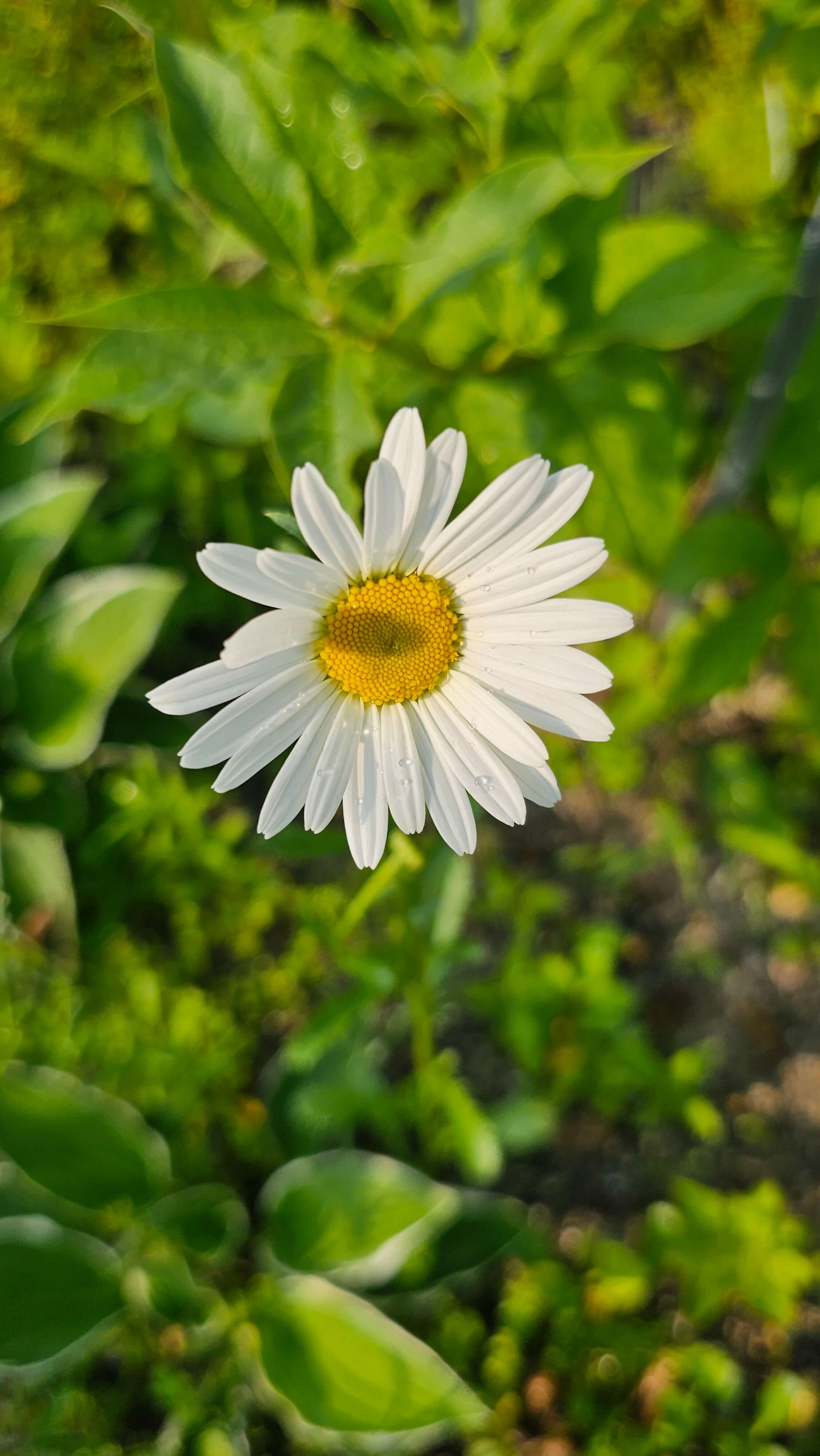 꽃을 보면 기분이 좋아지는 이유