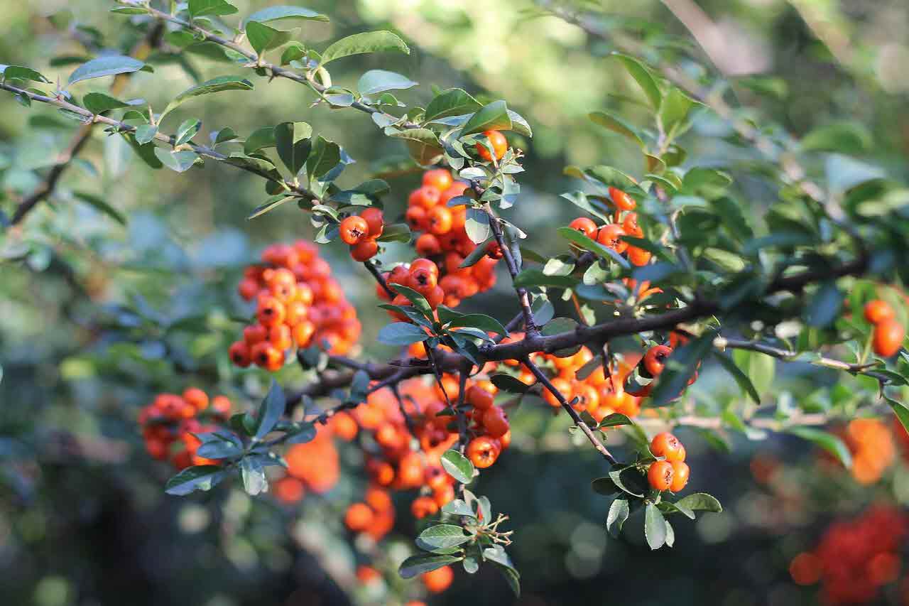 황칠나무가 암 환자에게 좋다는 말은 정말일까?