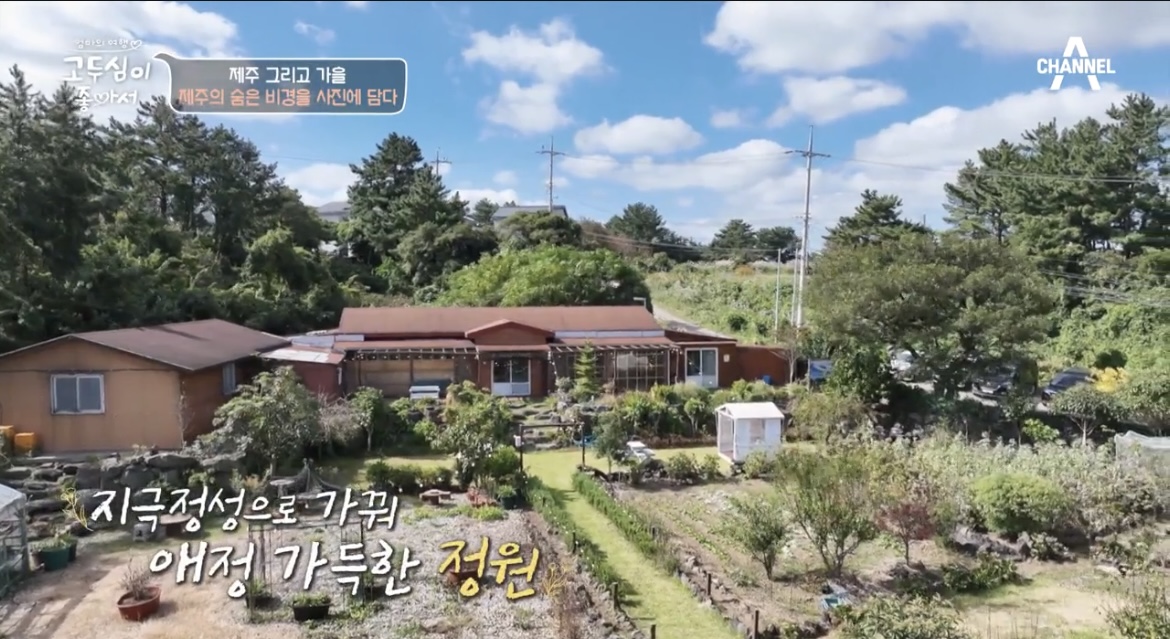 고두심이좋아서제주도발효차파는곳전경