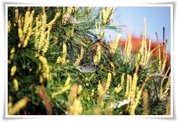 "송화가루, 송진가루" 솔솔 날아온 자연의 선물 노란 가루 효능과 알레르기 대처법!