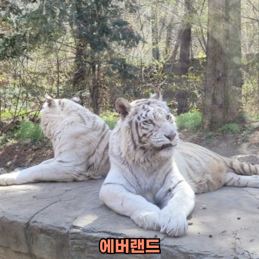 에버랜드 사파리 예약 방법과 튤립 축제 정보