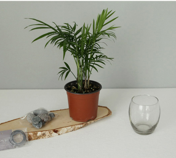 작은-포트에-심어져있는-테이블야자