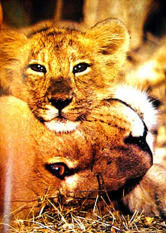 아시아사자 인도 동물 특징 성격_27