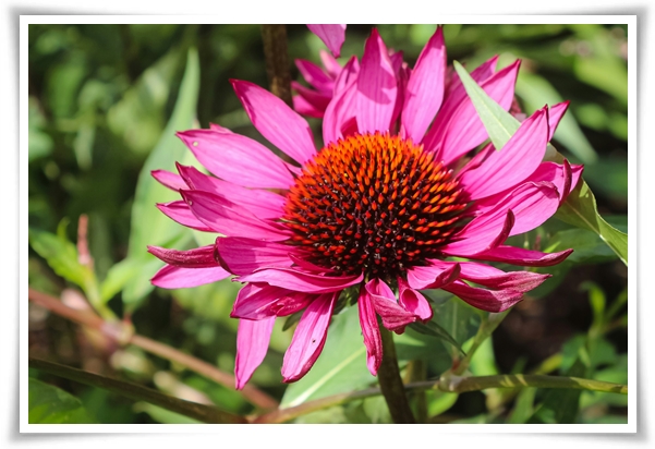 "에키네시아" 자연이 주는 건강의 선물, 건강을 지키는 허브 꽃!