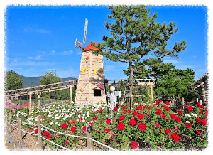 고석정 꽃밭축제