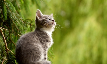 세계 고양이의 날