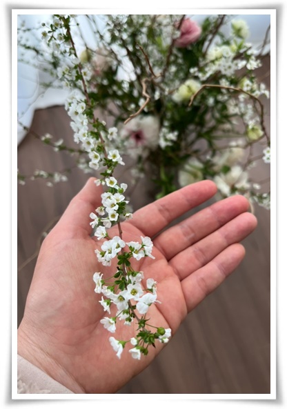"설유화" 눈꽃보다 아름다운 꽃, 봄을 깨우는 순백의 기적!