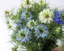 니겔라 꽃 이미지 사진