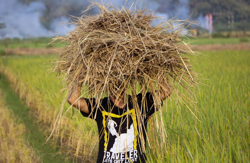 짚풀 문화의 재발견