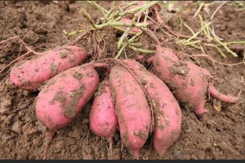 고구마 재배 쉬워요! 준비/모종/이식/관리