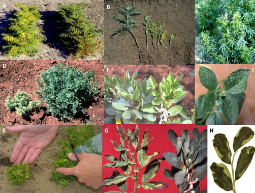 완두콩조기갈변바이러스
