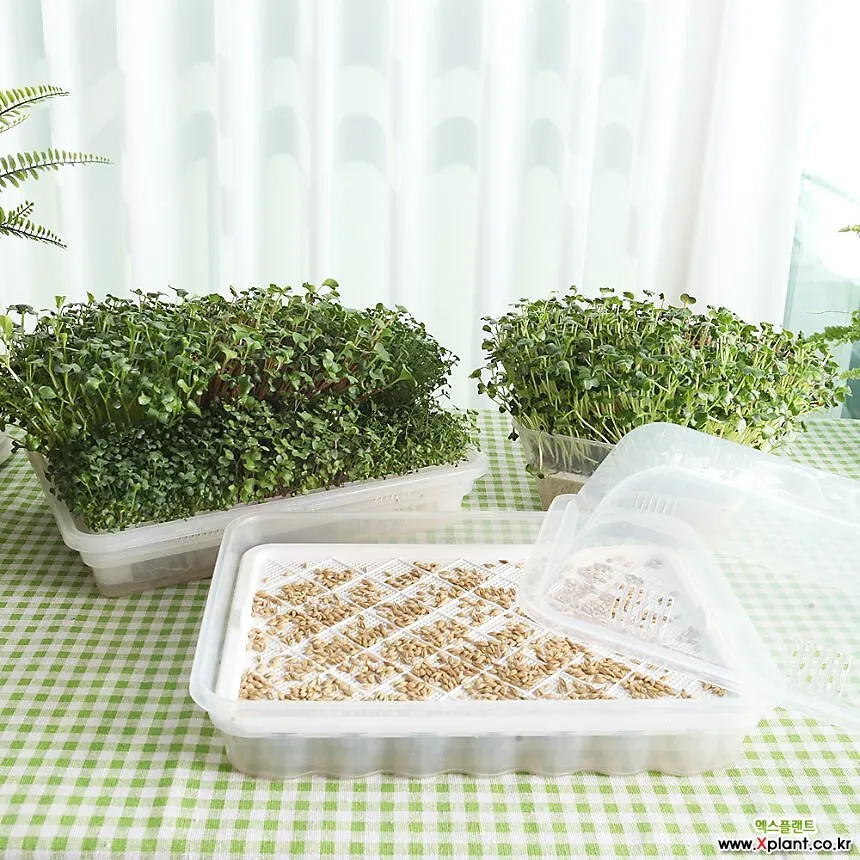 새싹브로콜리 재배 트레이 파종 물 관리 영양 풍부_5