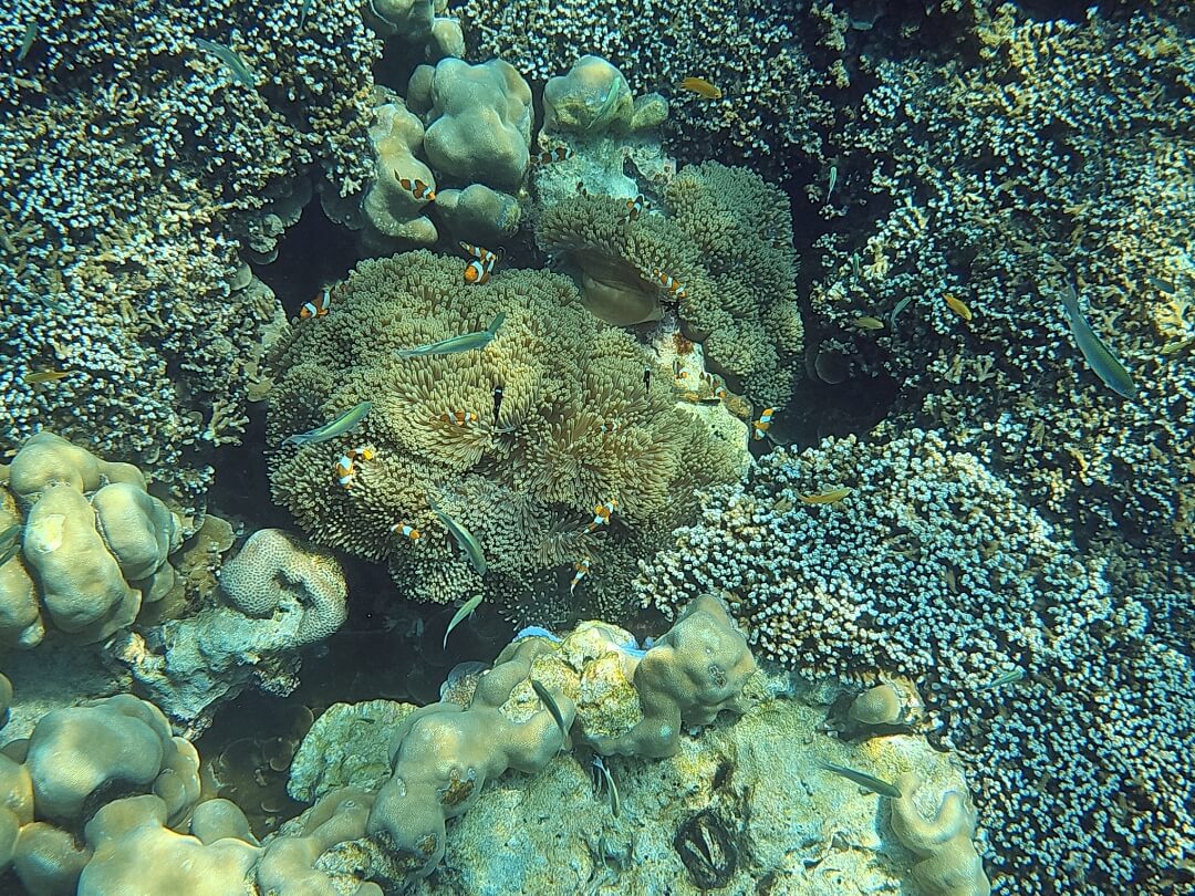 수린섬-니모-프리다이빙