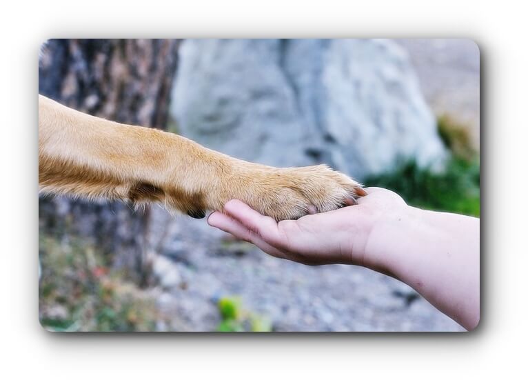 paw-image