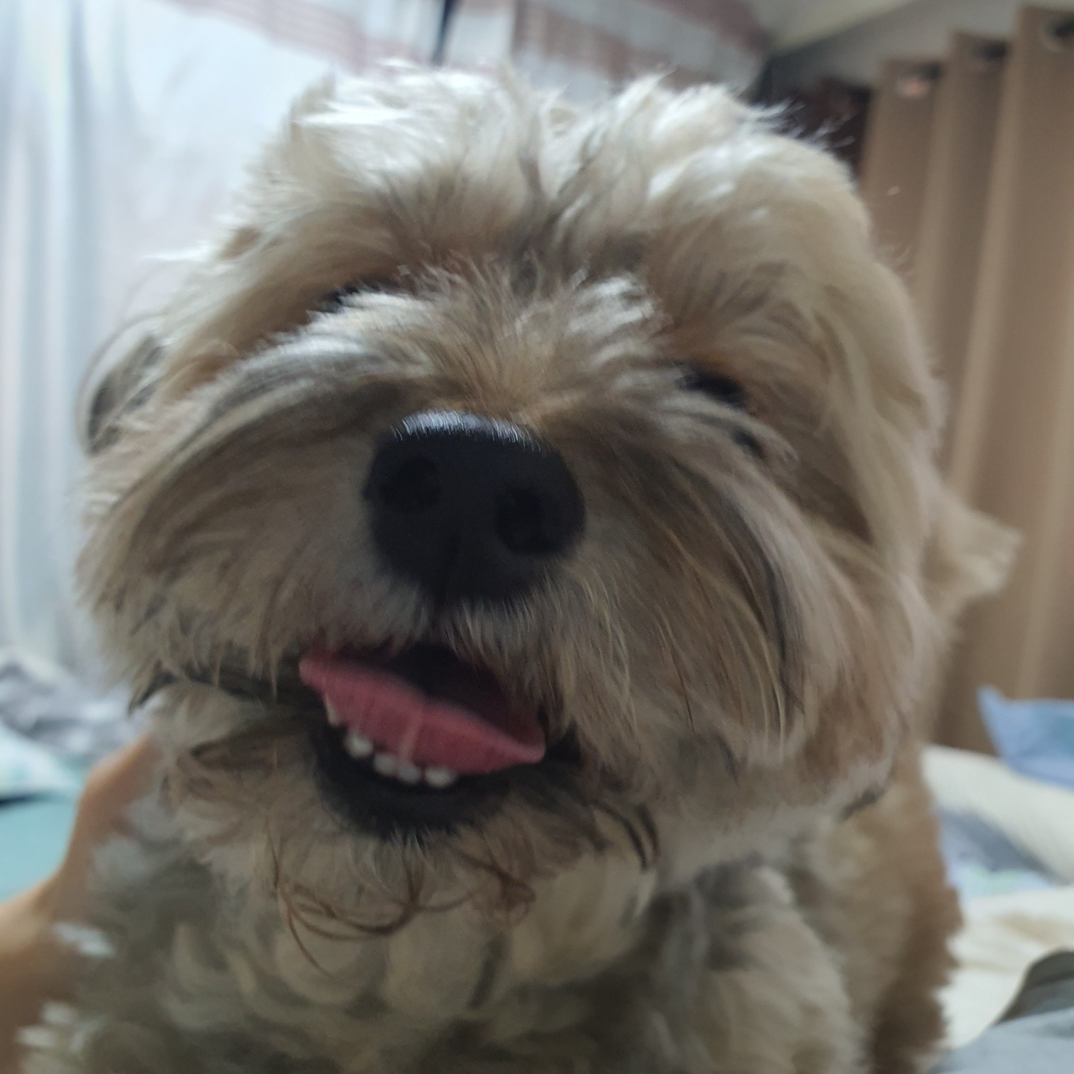 헤헤거리고 있는 토리