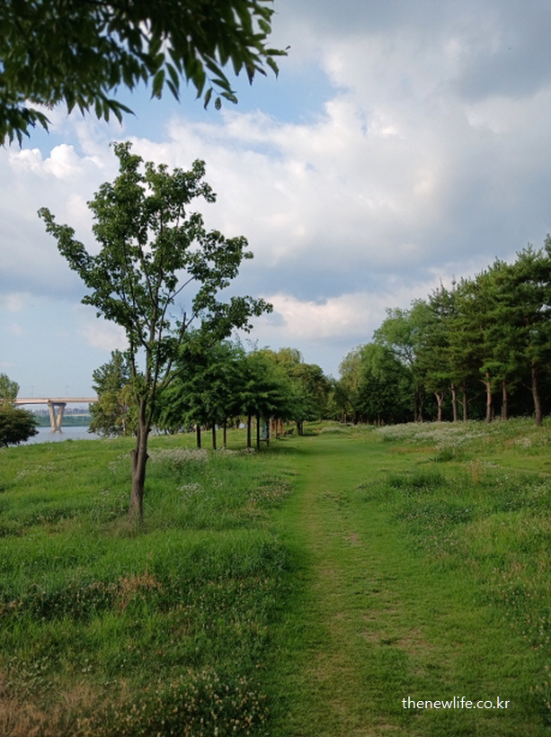 서울 맨발 걷기 좋은 장소 – 잔디밭과 나무들 사이로 이어지는 한강변 맨발 걷기 장소 전경