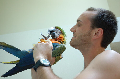 앵무새가 주인을 인식하는 과정, 애착 행동, 작은 습관