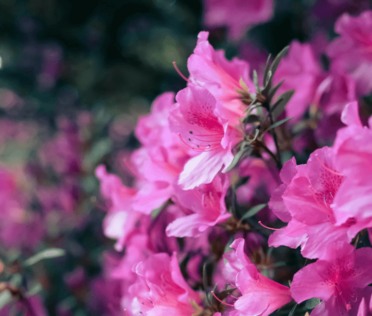 영덕 진달래 심기 착한 여행