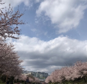 벚꽃명소