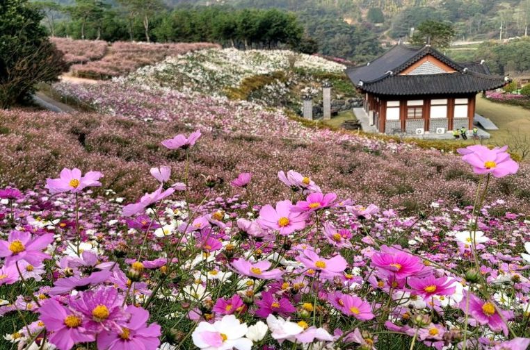 정읍구절초지방정원