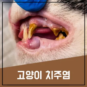 고양이치주염 증상 진단 치료 및 예방법_33