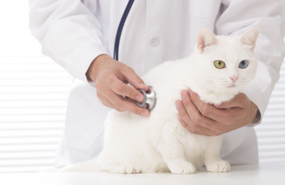 얼굴이 부어 있을지도 모르는 고양이.