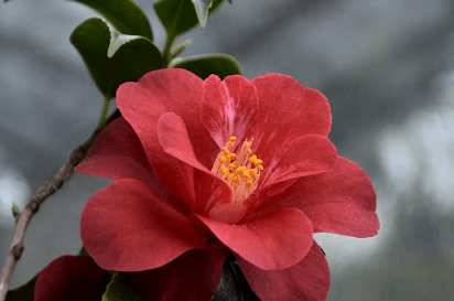 히비스커스의-효능