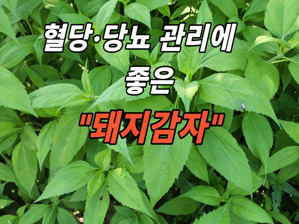 지인의 밭에서 본 돼지감자