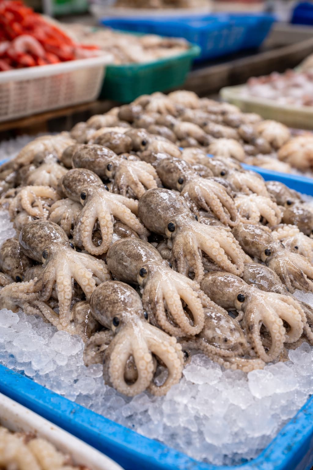 수산시장에서 얼음 위에 놓인 신선한 쭈꾸미 모습
