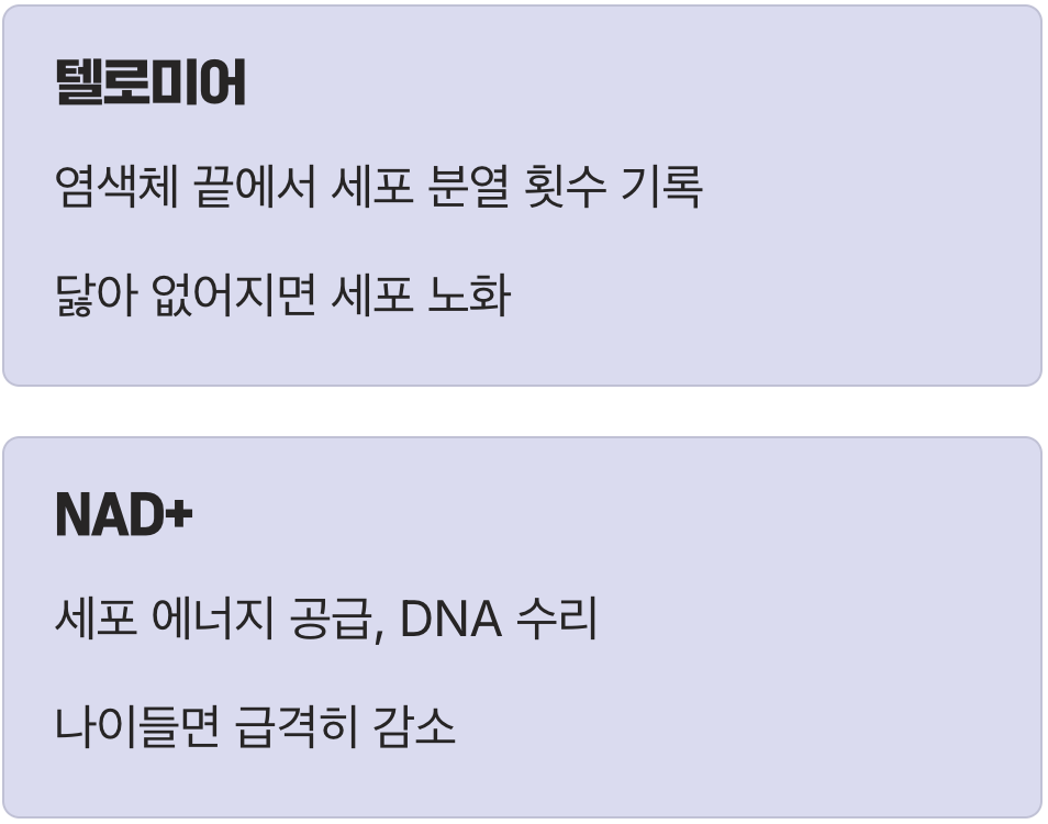 노화의 시계, '텔로미어'와 'NAD+'