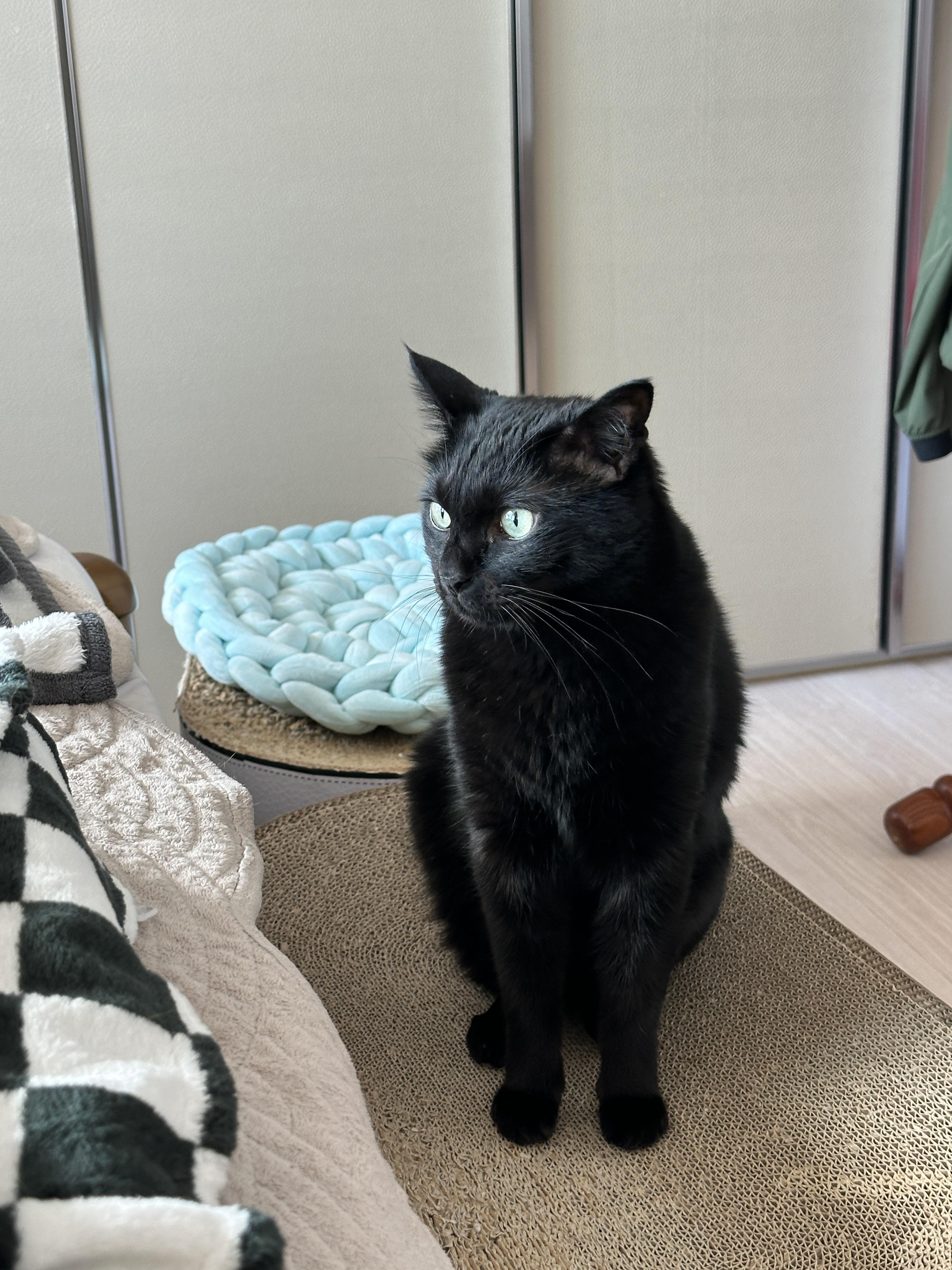 엄마_앞에_다가와서_앉은_올블랙_건이