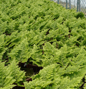 고사리 효능과 부작용 고르는법 칼로리