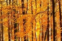  소상공인 50만원 크레딧 지원금! 신청방법 총정리