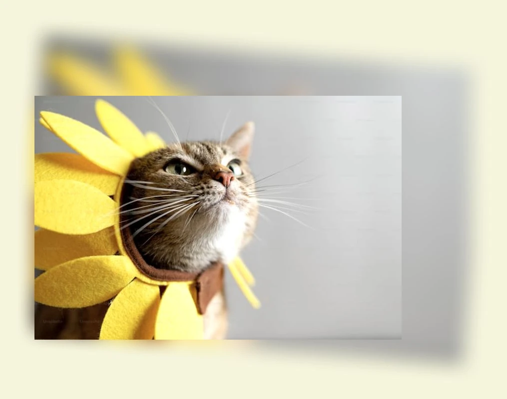 고양이 여름나기_2_subsection